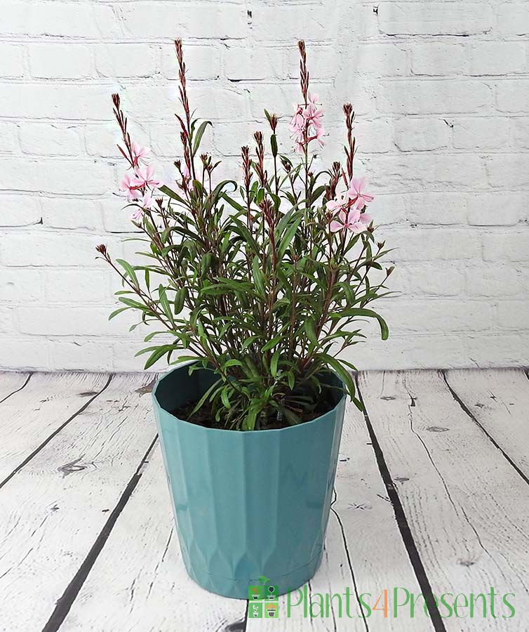 Gaura Pink