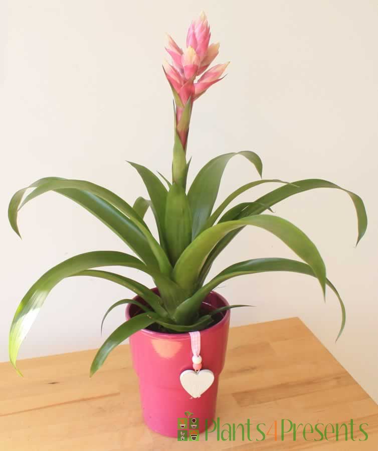 Bromelia Sweet Romance