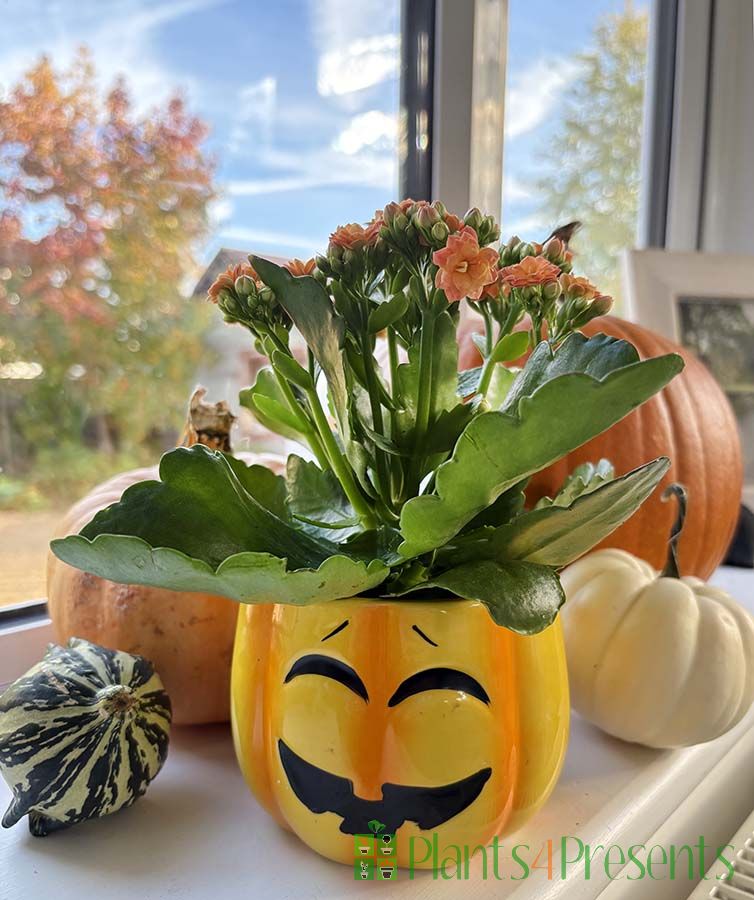 Halloween Pumpkin