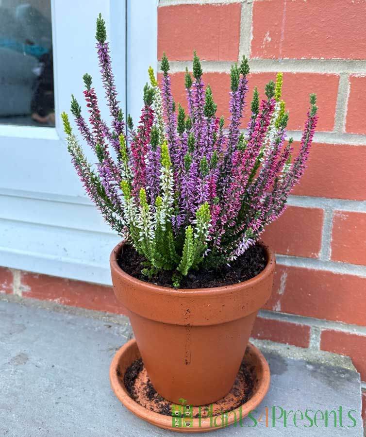 Heather Calluna Multicolour