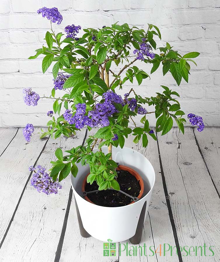 Heliotrope on offer
