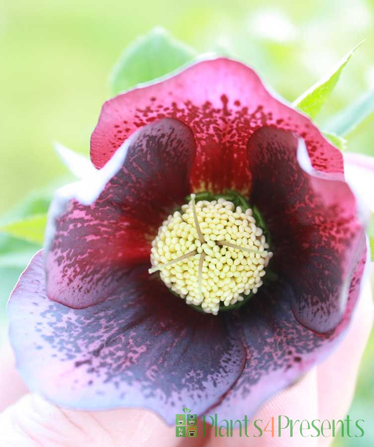 Large Purple Hellebore