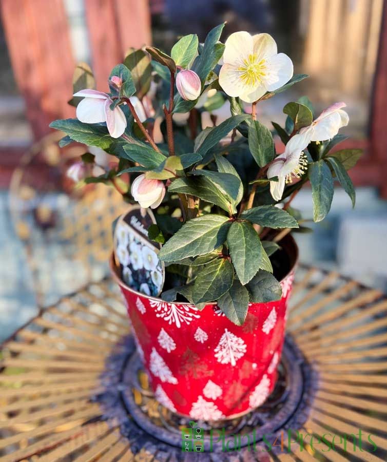 Large White Hellebore