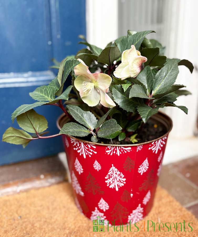 Large Merlin Hellebore