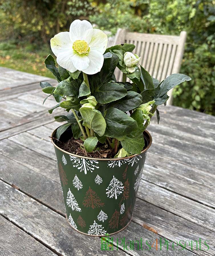 Young White Hellebore