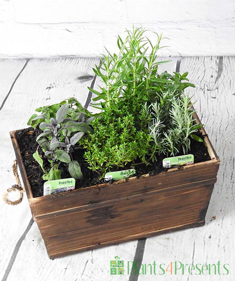 Herb Planter