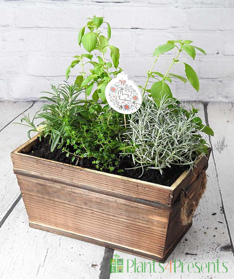 Make your herb planter festive