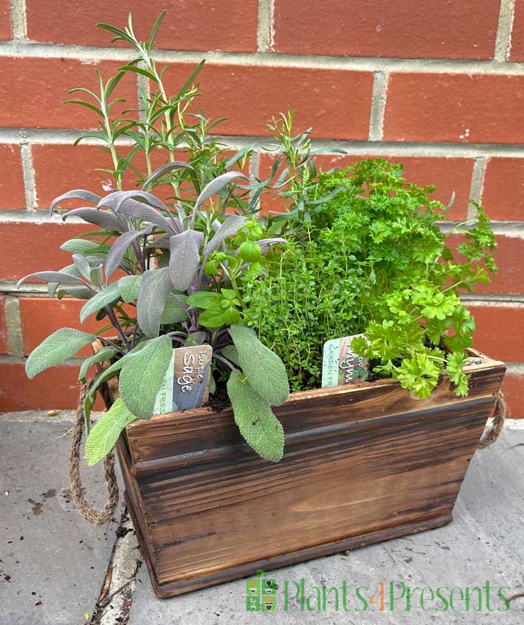 Wooden herb planter