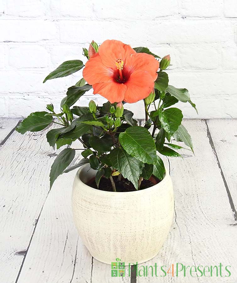 Orange hibiscus