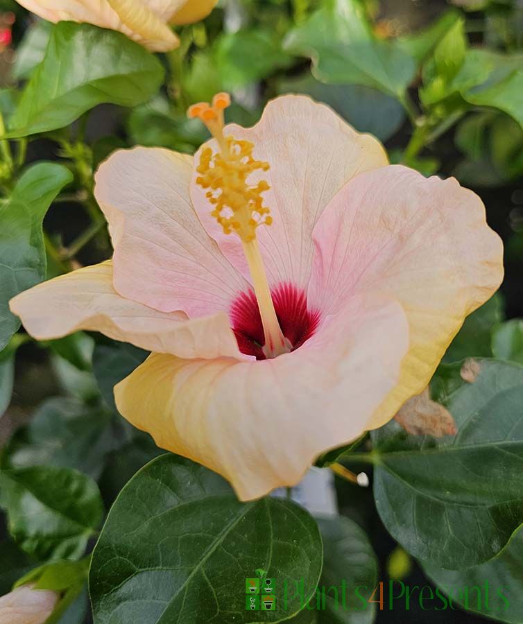 Peachy Cream