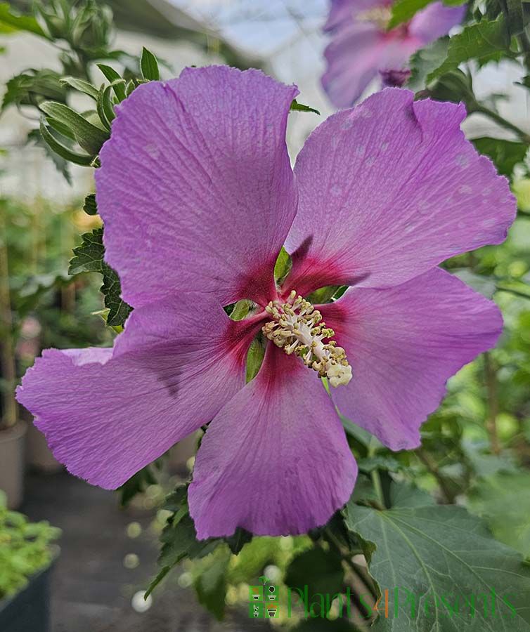 Hardy Hibiscus pink flower