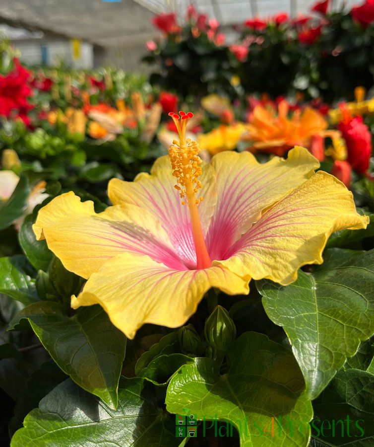 Hibiscus in the nursery