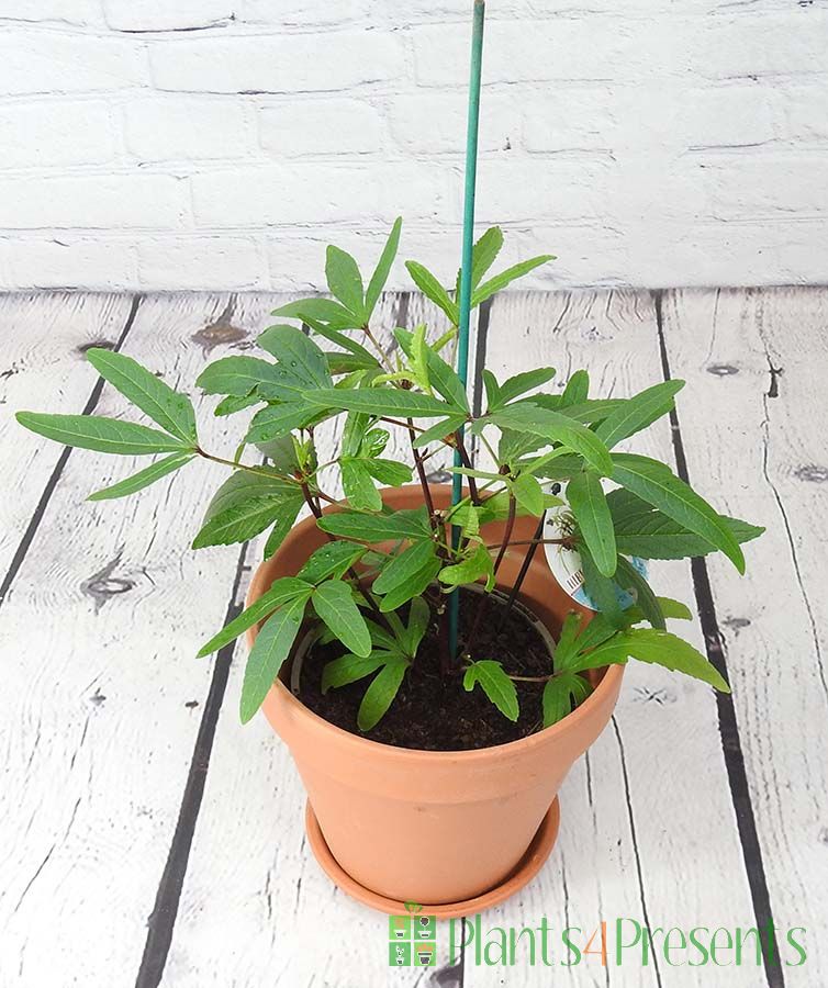 Edible hibiscus