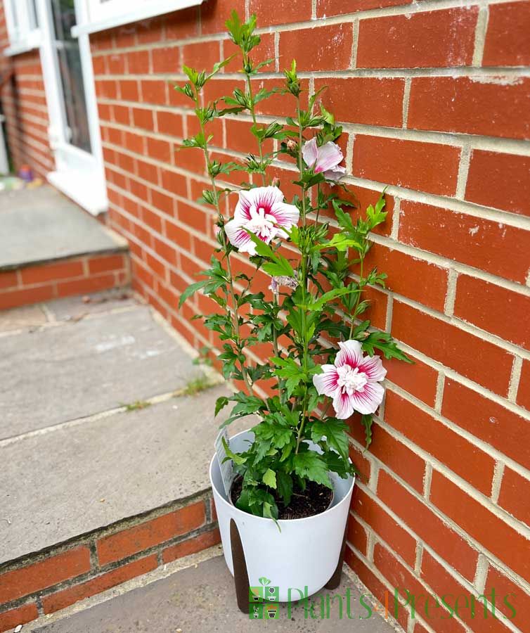 Hardy Hibiscus