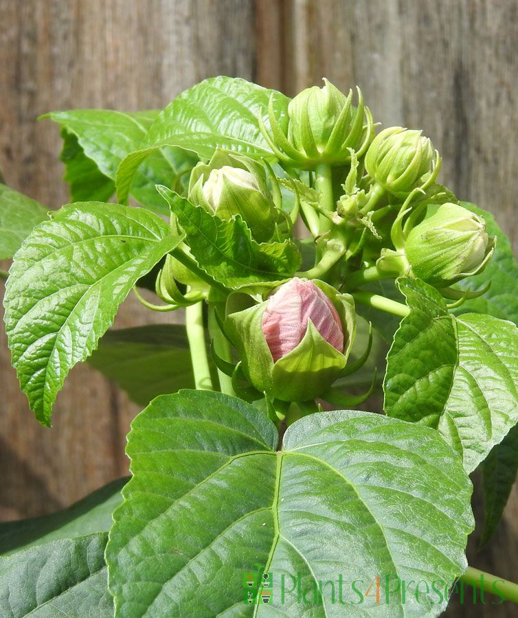 Hardy Hibiscus      
