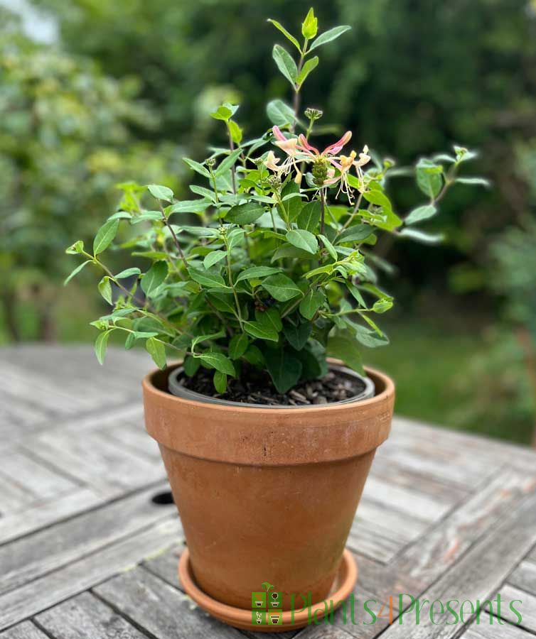 Patio Honeysuckle July 2025
