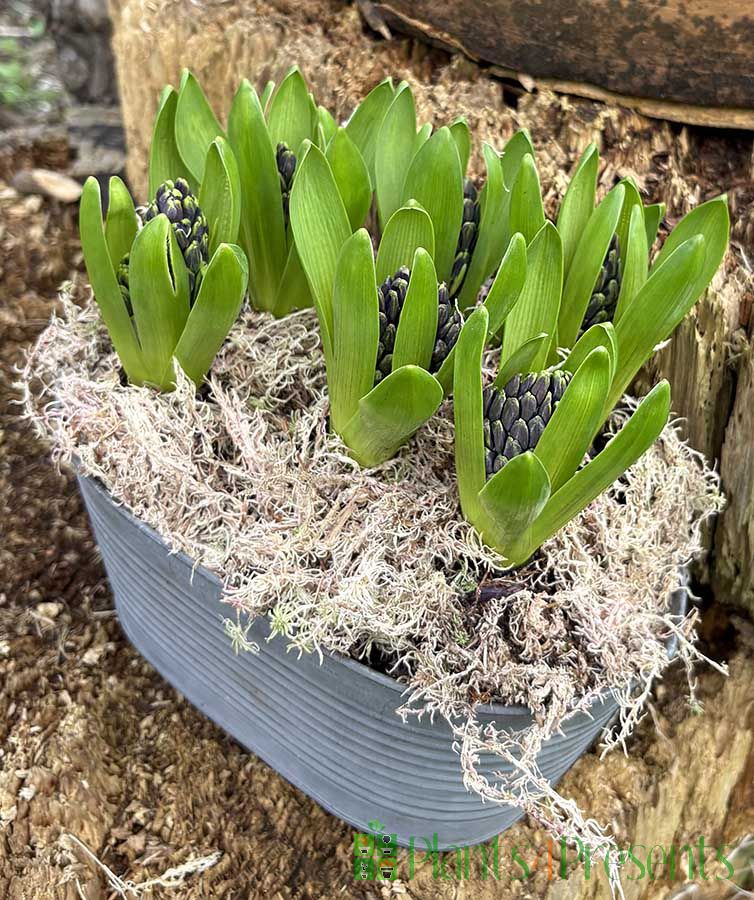 Vintage Hyacinth planter