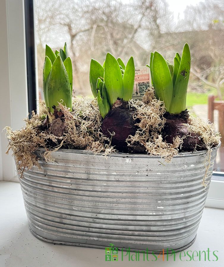 Hyacinth planter