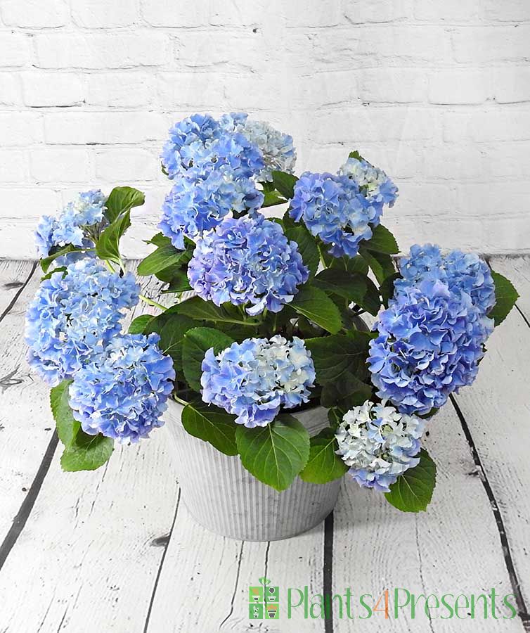 Blue Hydrangea