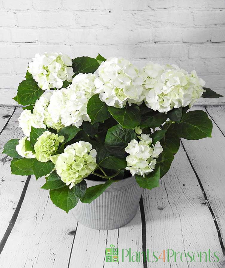 White Hydrangea