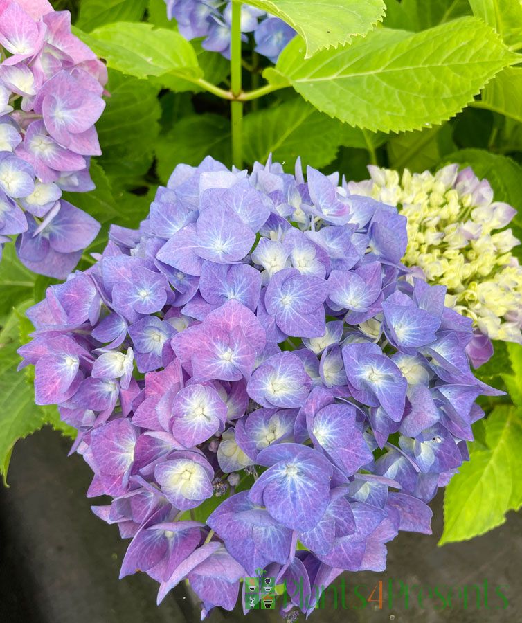 Blue giant hydrangea 