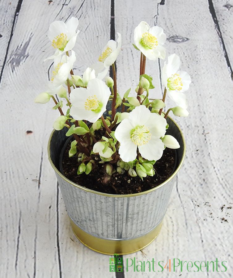 Indoor Hellebore from above