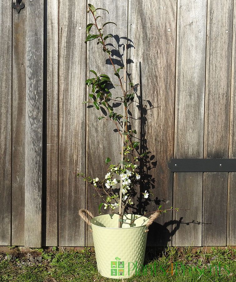 white japanese quince