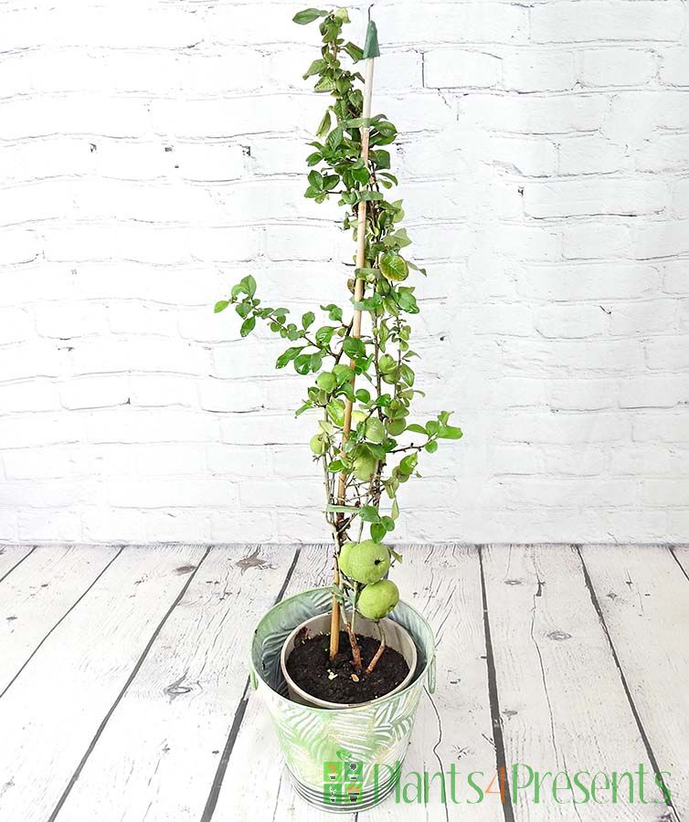 Fruiting Japanese Quince 