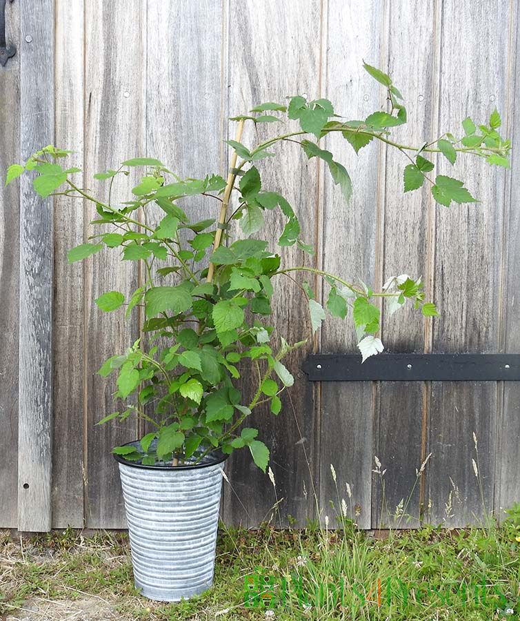 Japanese Wineberry