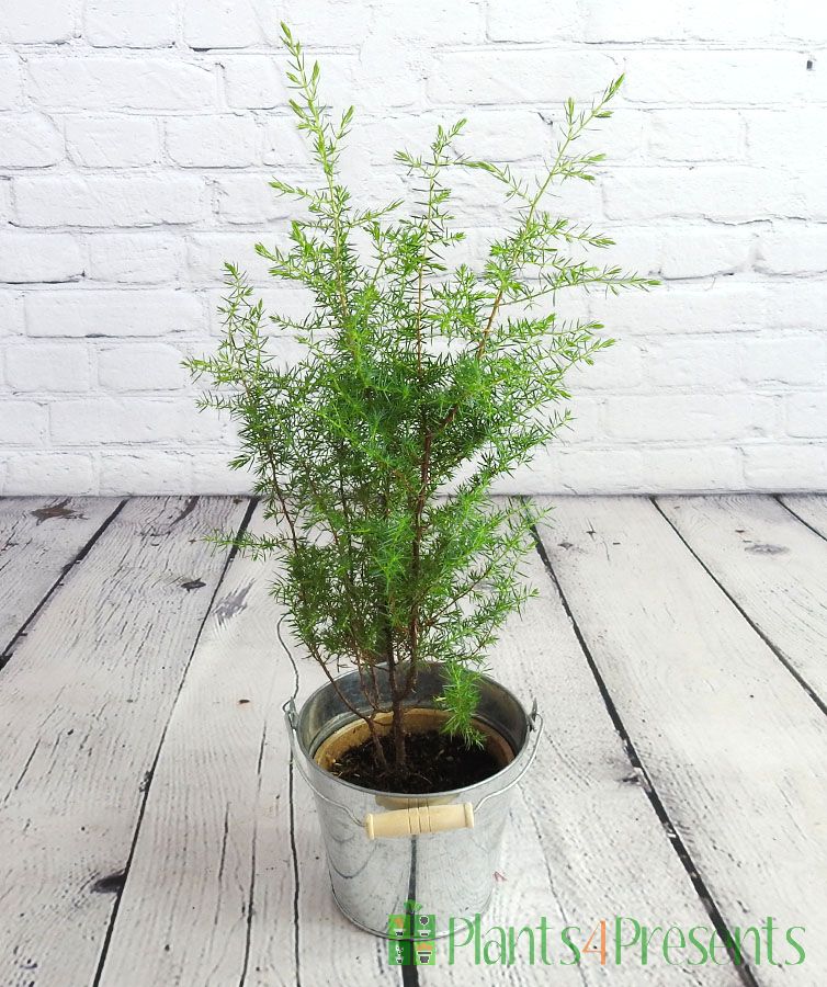 Juniper tree with new growth