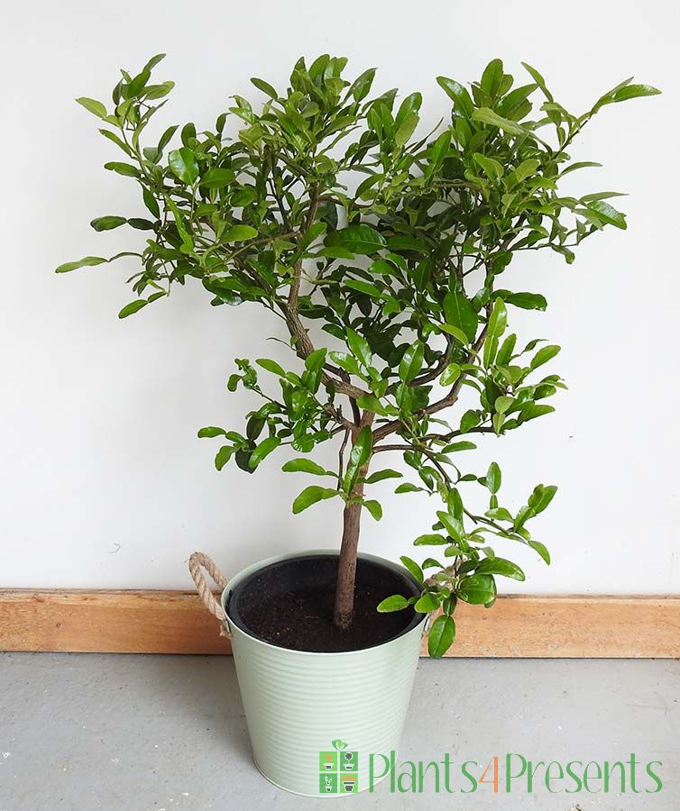 Giant Kaffir Lime