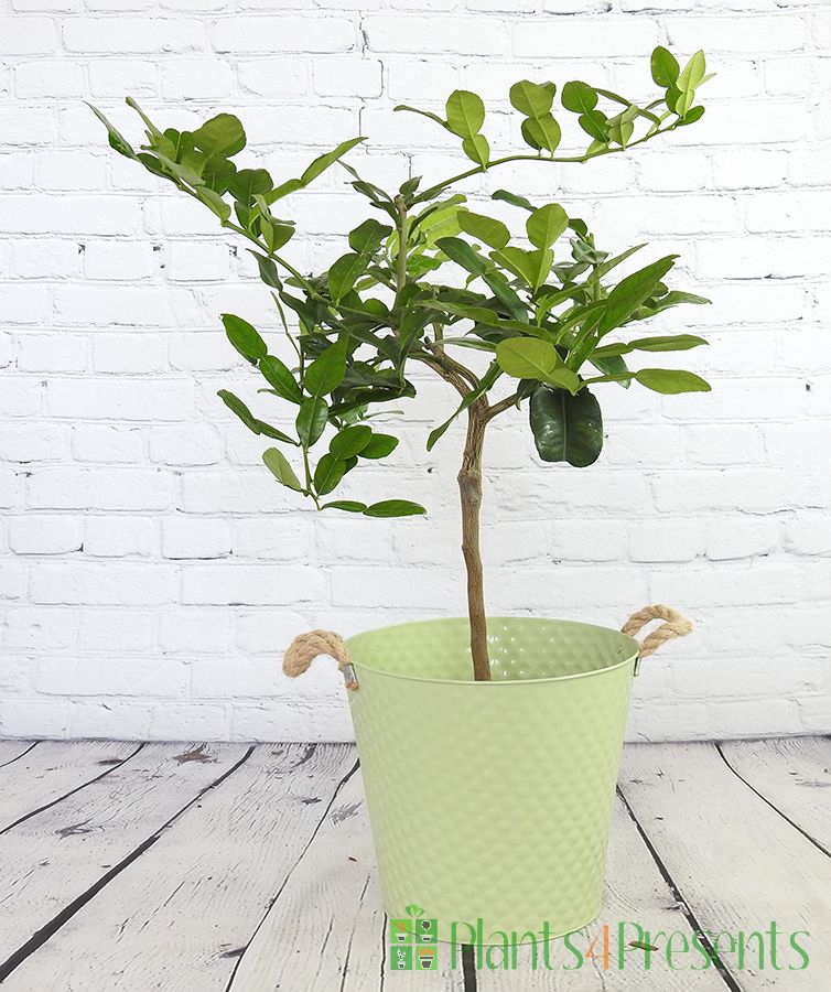 Large Kaffir lime with masses of fragrant foliage