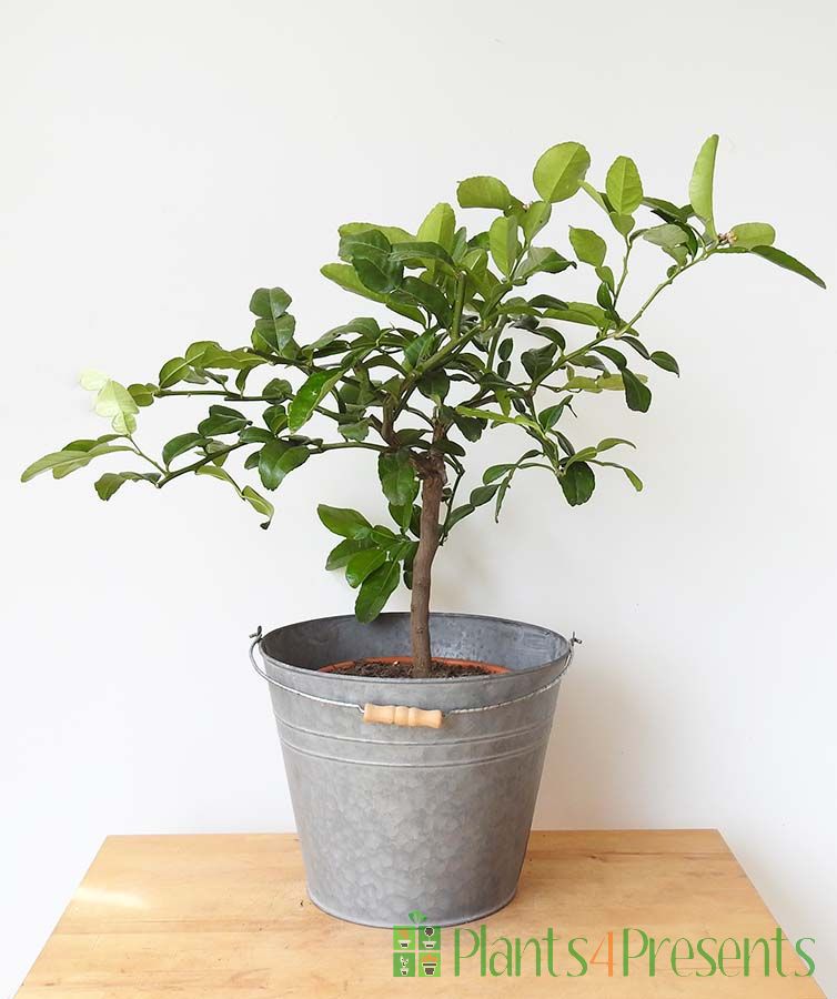 Kaffir Lime Ministem