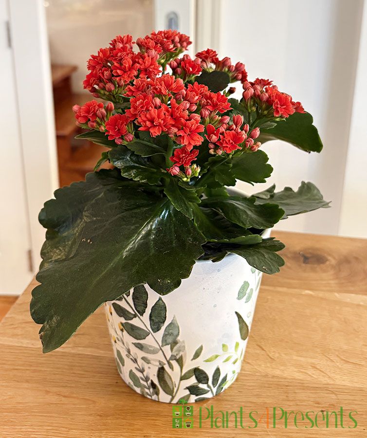 Kalanchoe