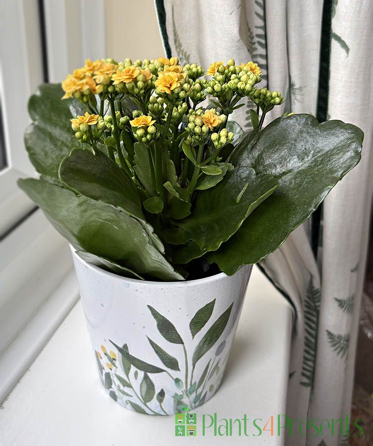 Yellow Kalanchoe