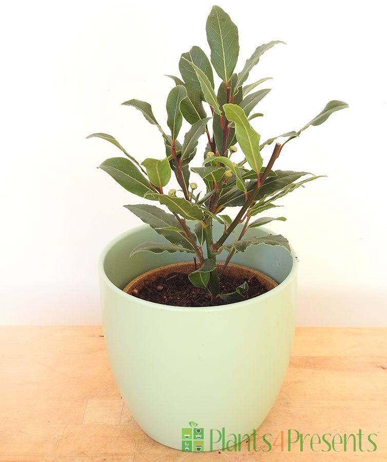 young bay tree