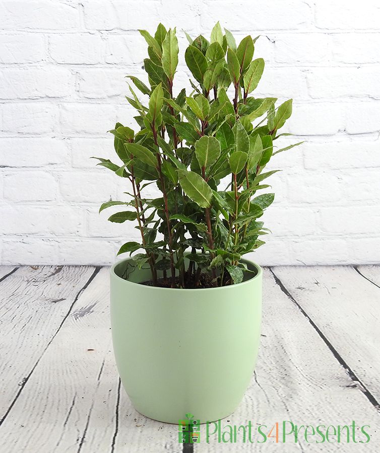 Small Bay Bush in pale green ceramic pot