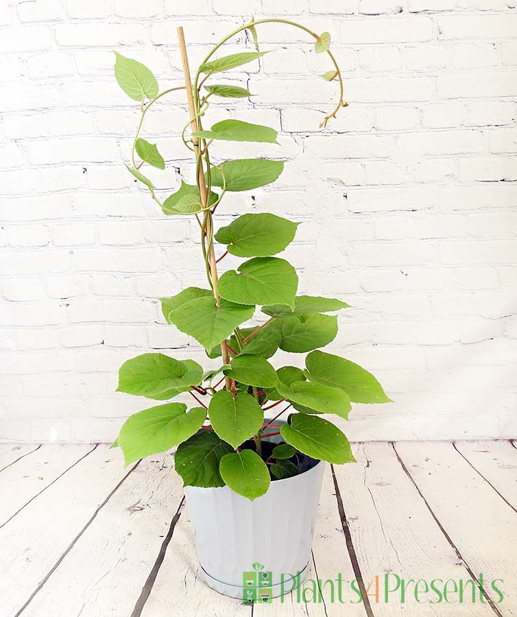 Kiwi Plant in grey ocean recycled plastic pot