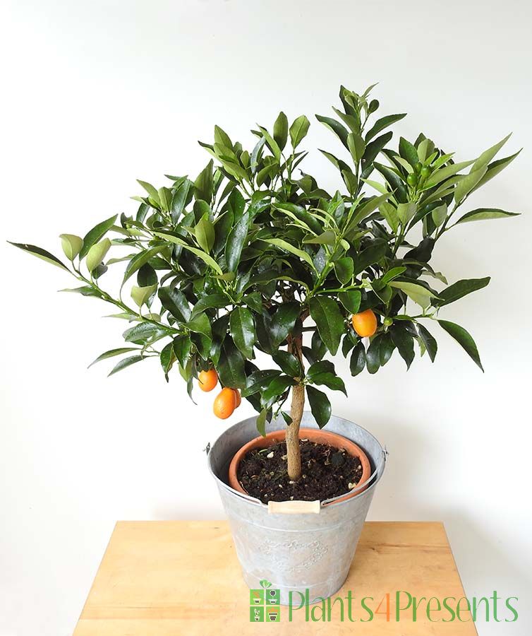 Large Kumquat