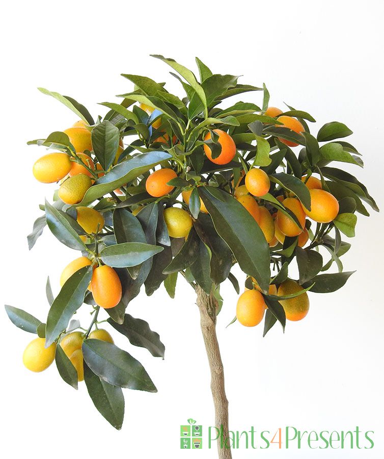 Ripe kumquats