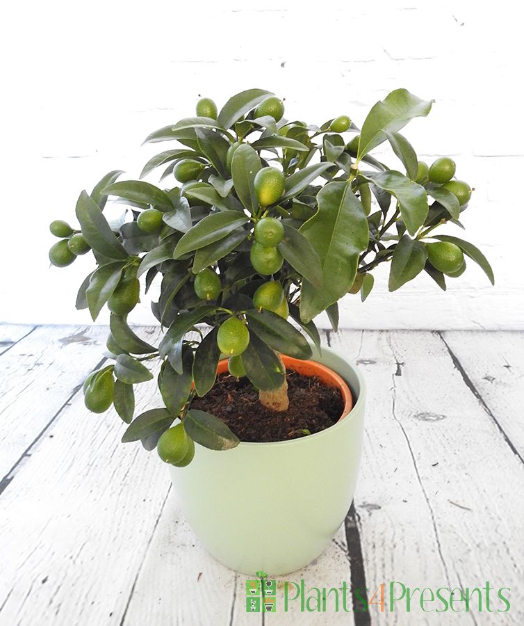 Kumquat in a pale green ceramic pot