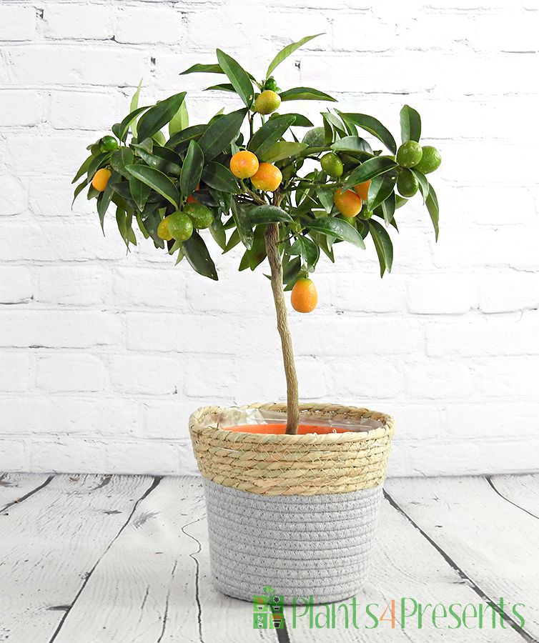 Kumquat ministem in seagrass basket