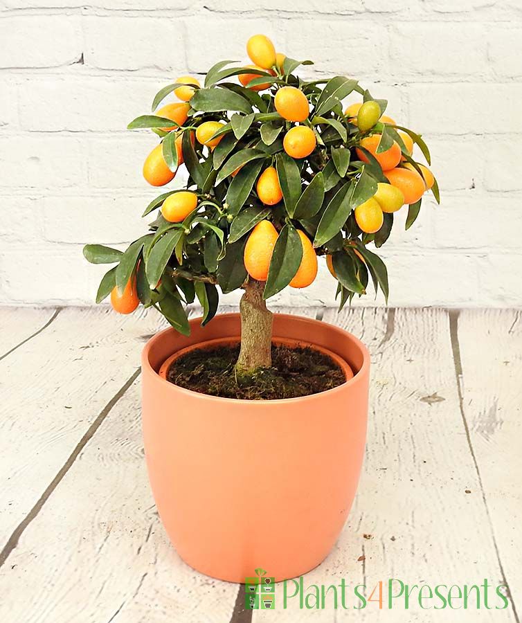 Kumquat
