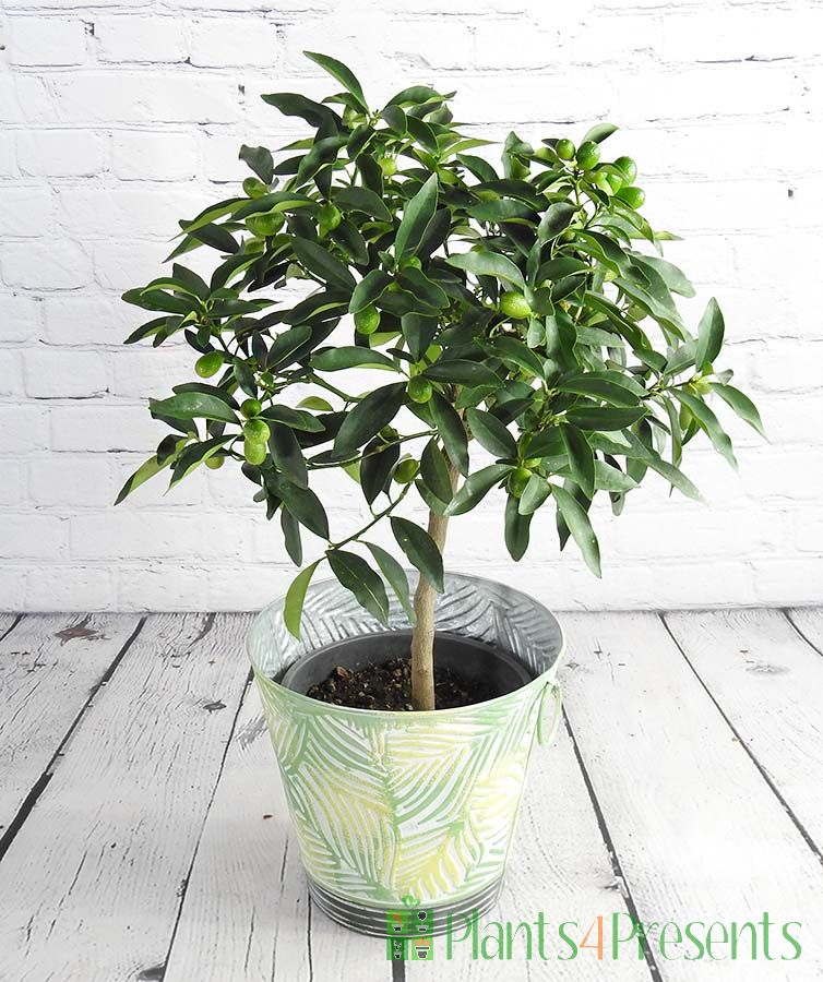 Large kumquat with ripening fruit