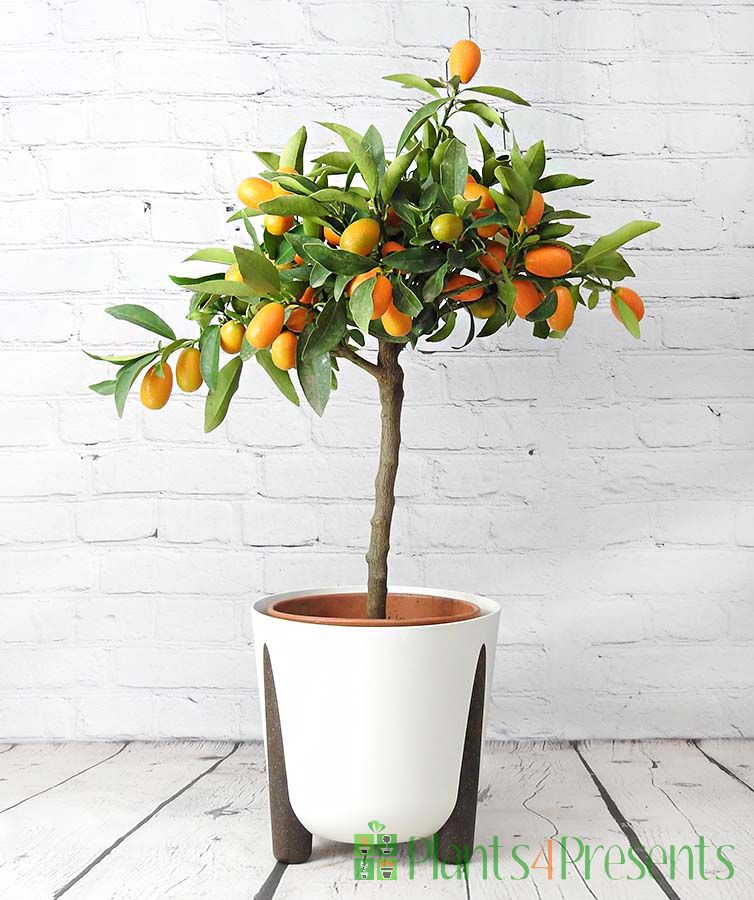 Large Kumquat            