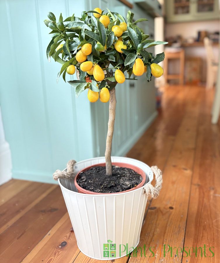 Large Kumquat            