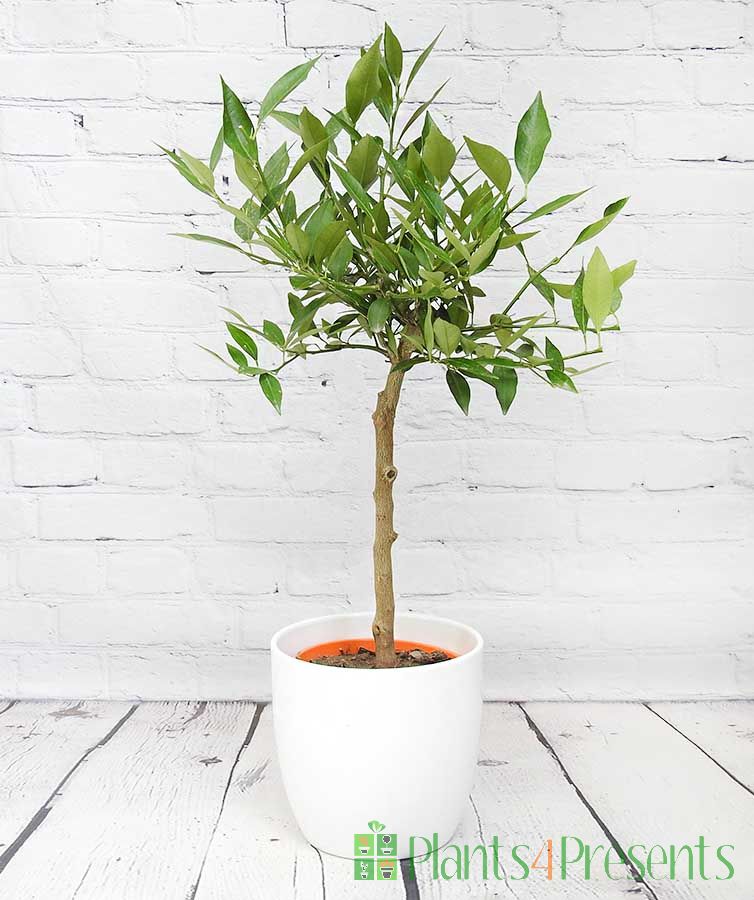 Kumquat ministem foliage