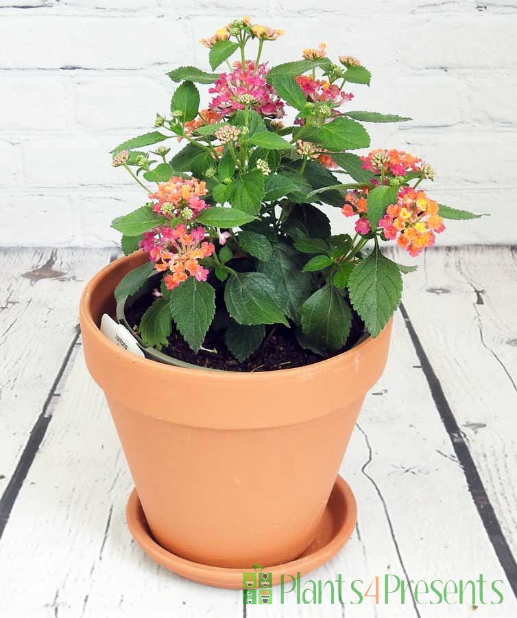 Lantana camara
