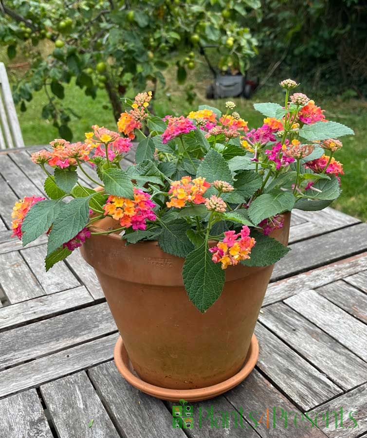 Pink Lantana July 2025