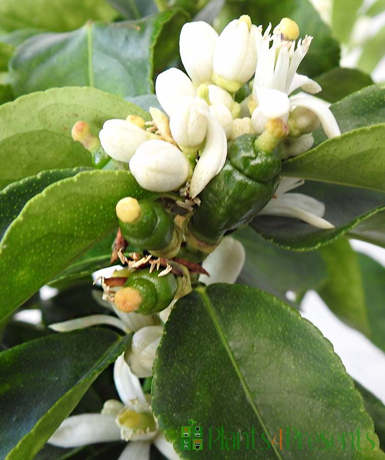 Large Lime buds and flowers